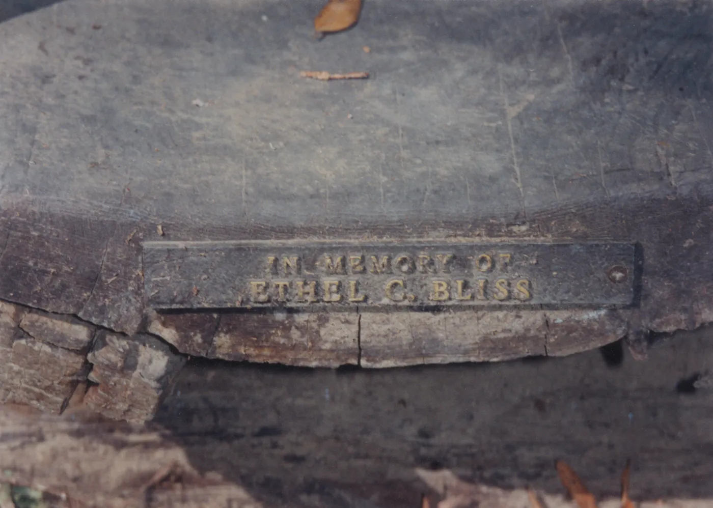 Ethel C. Bliss Bench, 1979, Redwood Section (removed)