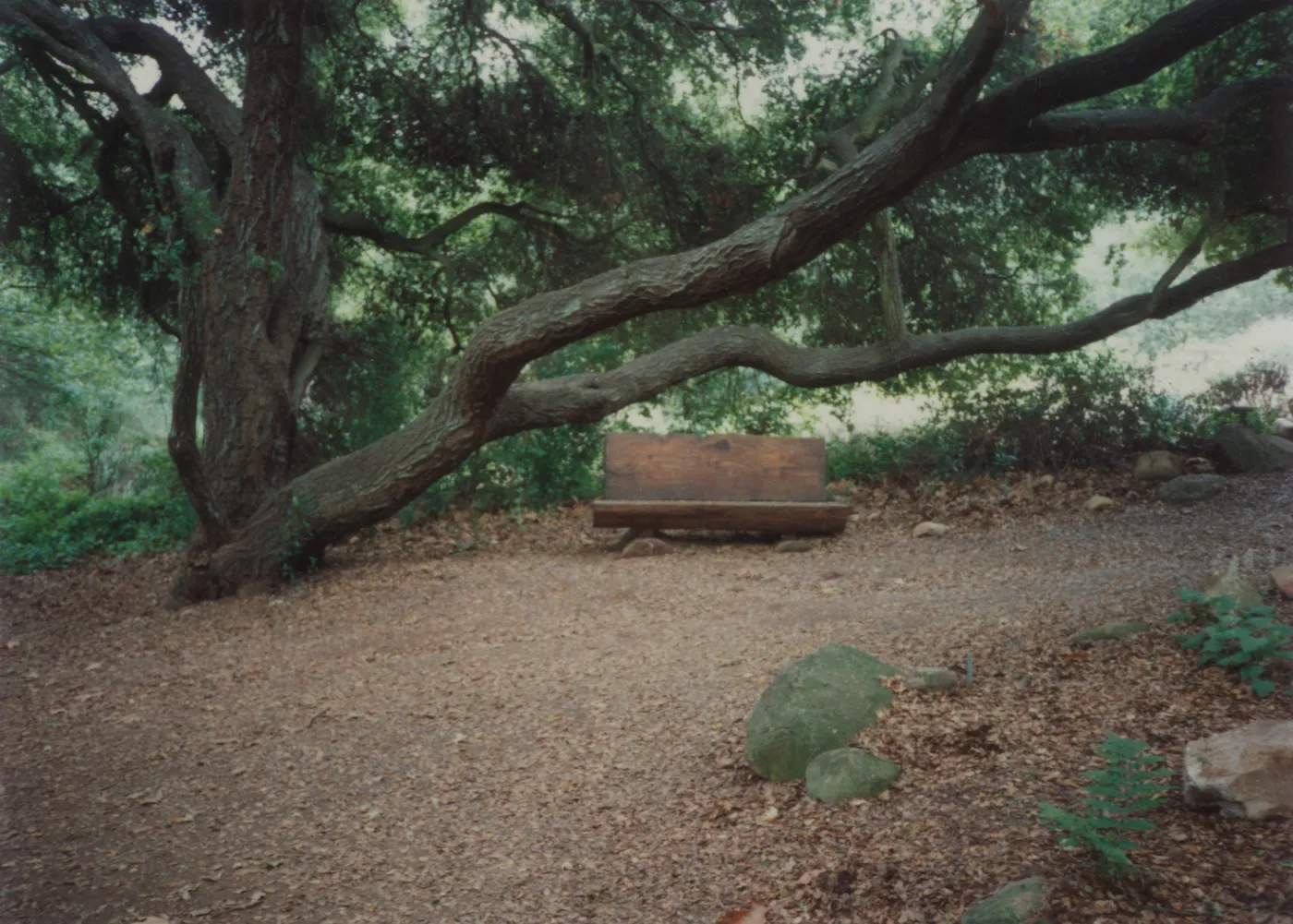 Ellen Hansen Bench, 1982 (Coastal Live Oak)