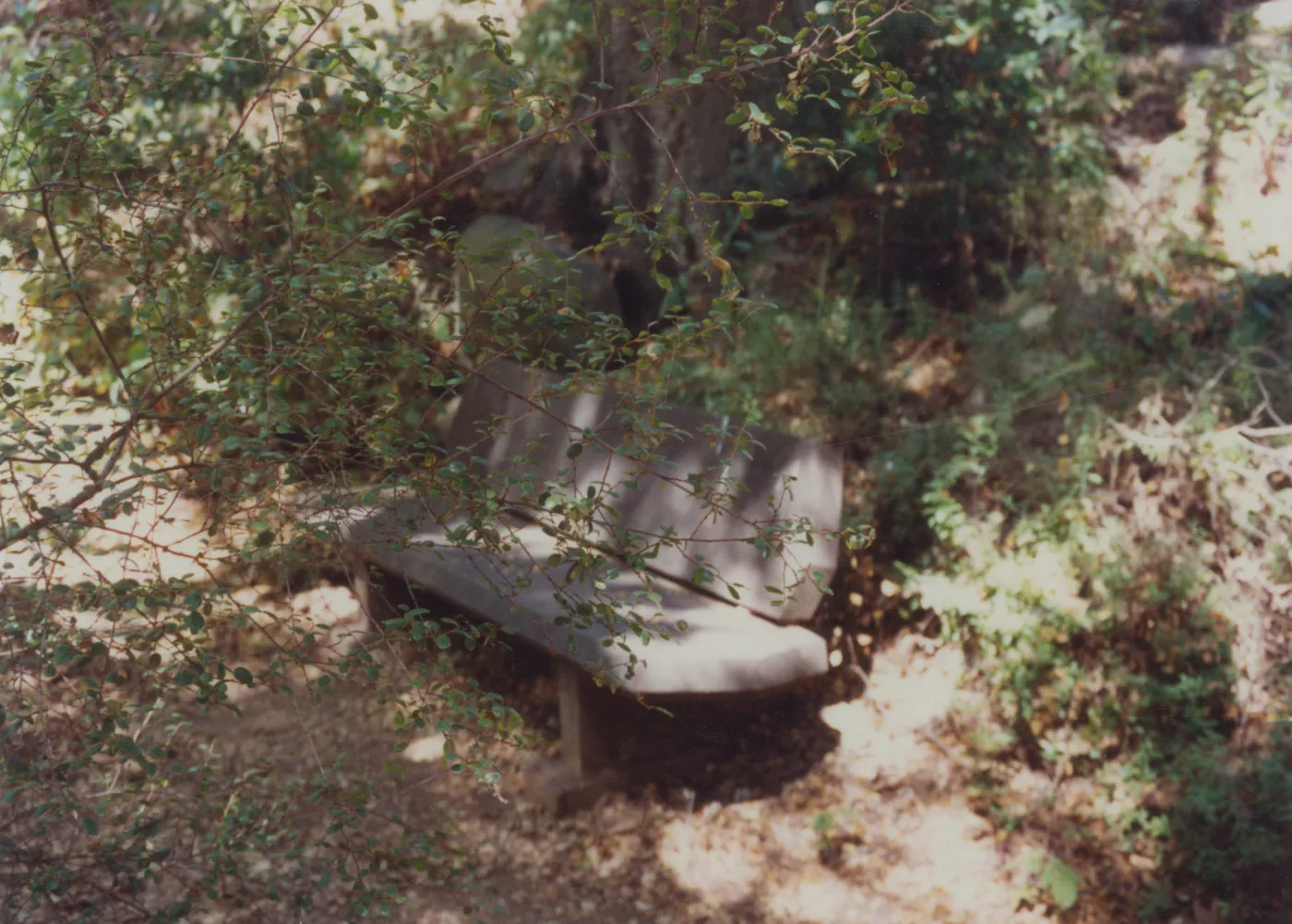 Ruth Holbrook Bench, 1974