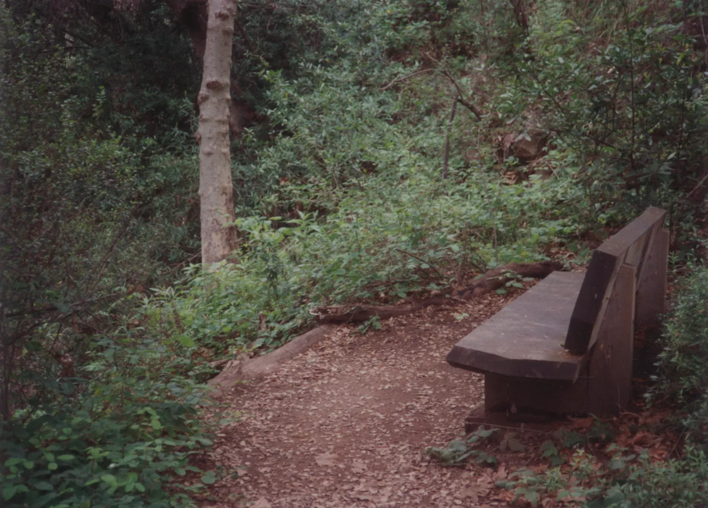 Ruth Holbrook Bench, 1974