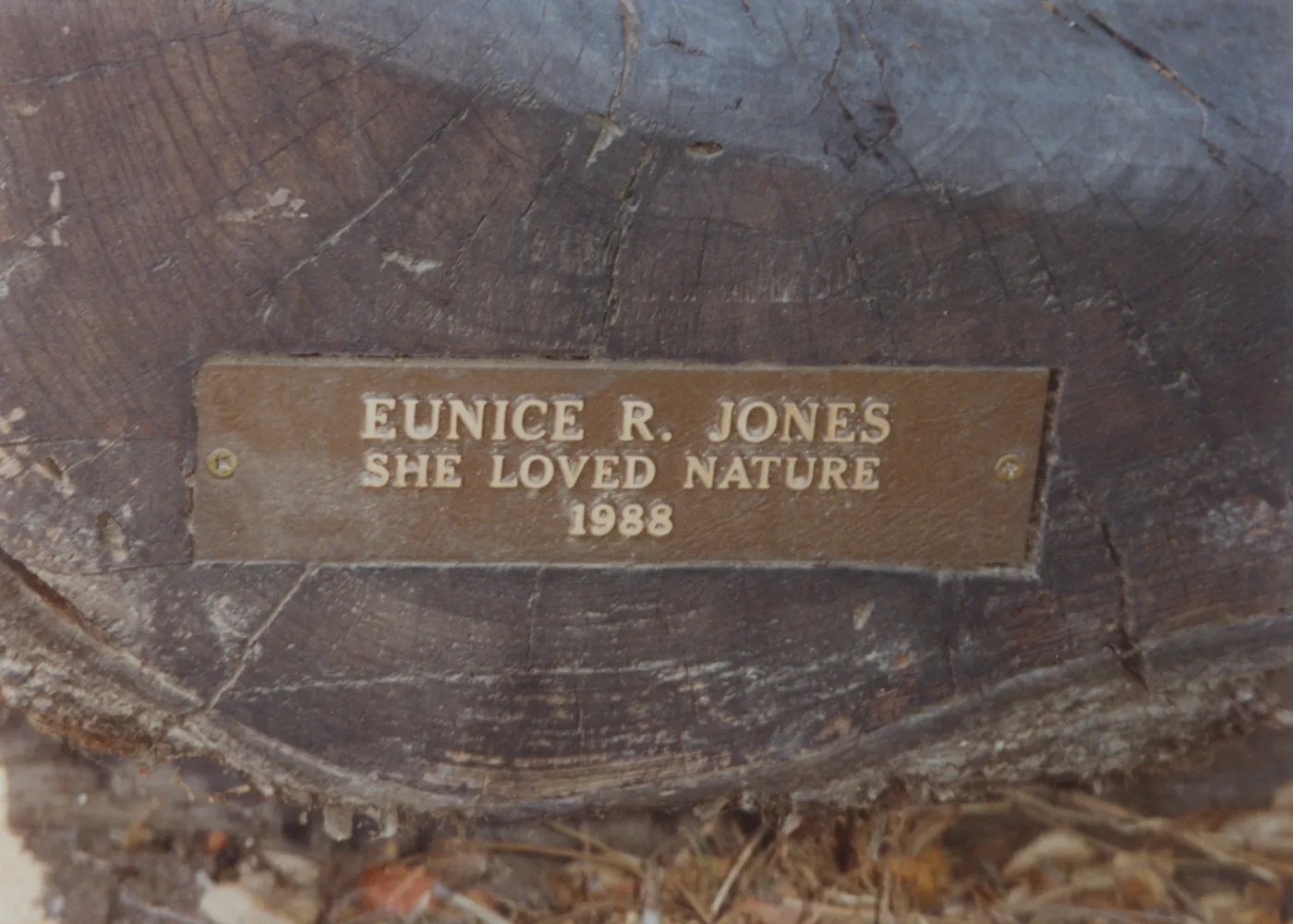 Eunice R. Jones Bench, 1988, Manzanita Section