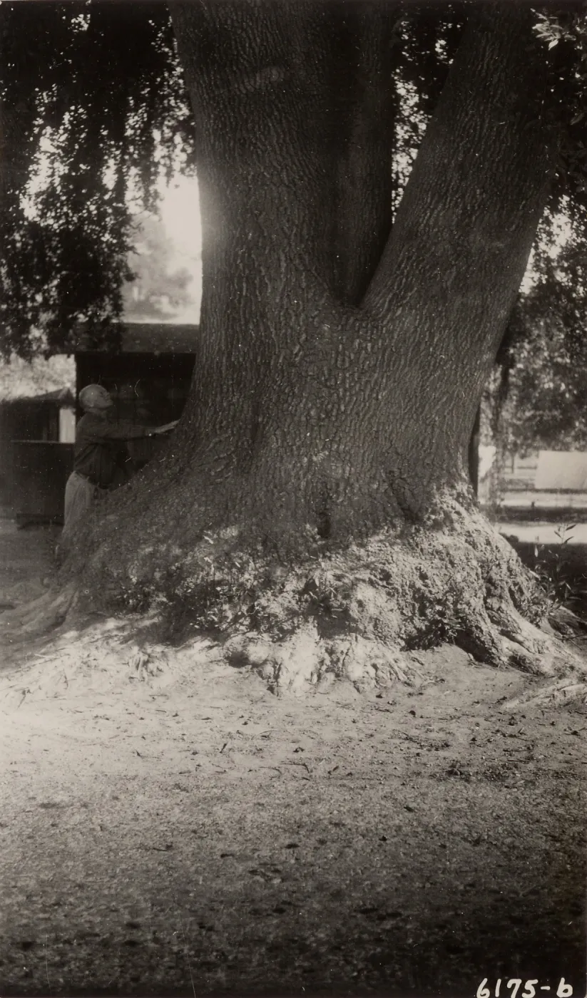 the Laurel of San Marcos, Santa Barbara county, 1930s, 6175b. Umbellularia