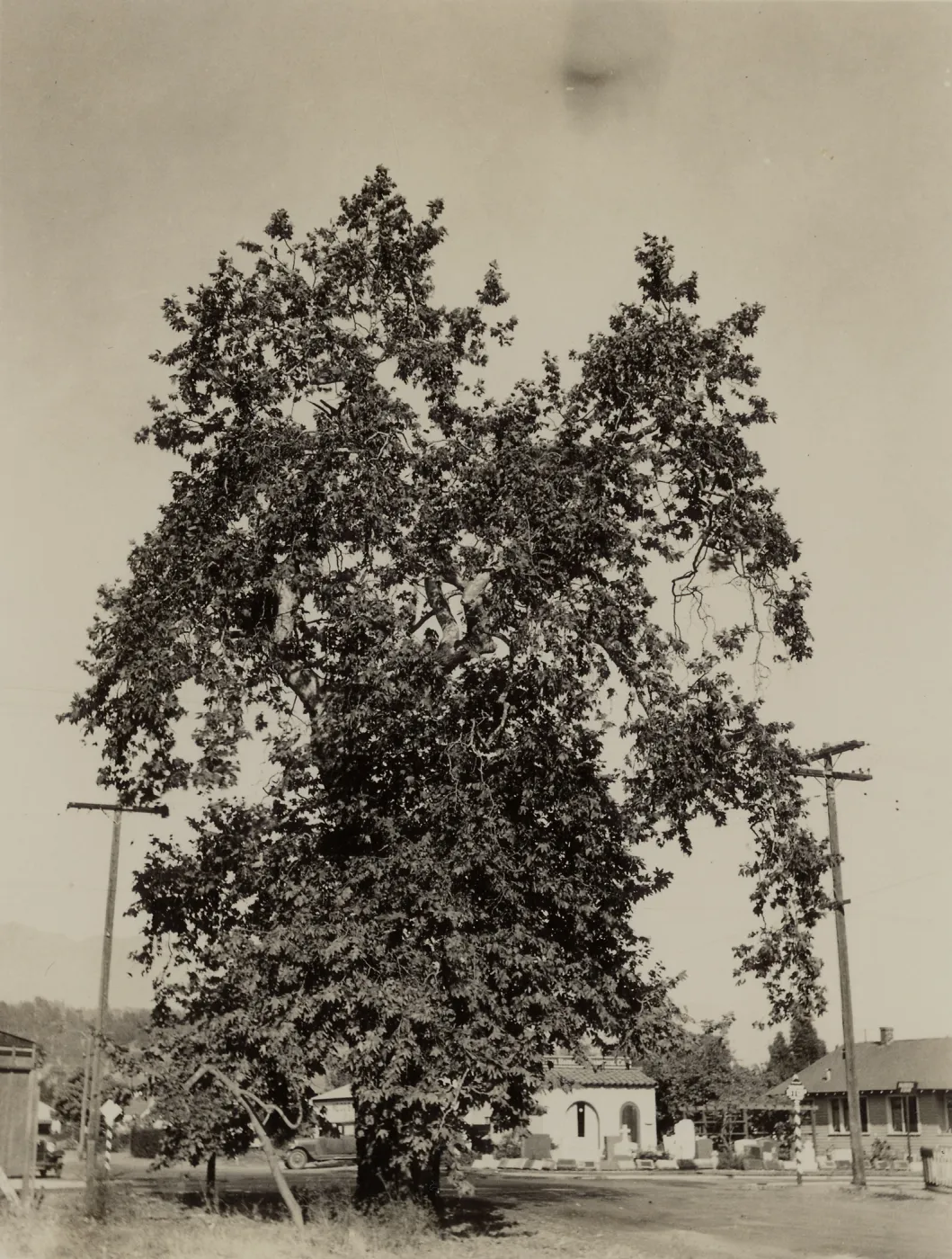 Sailors Sycamore, at Milpas and Quienientos Streets, Santa Barbara