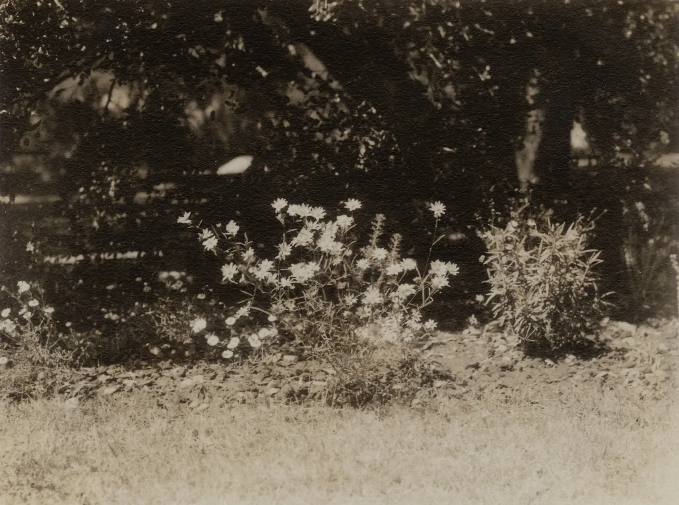 Unknown composite at SBBG