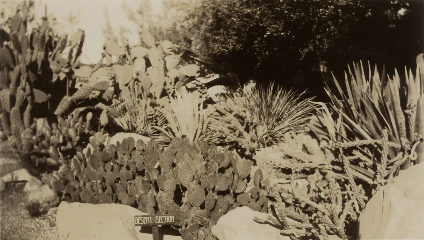 Desert Section, wood sign, SBBG, circa 1933, 1930s