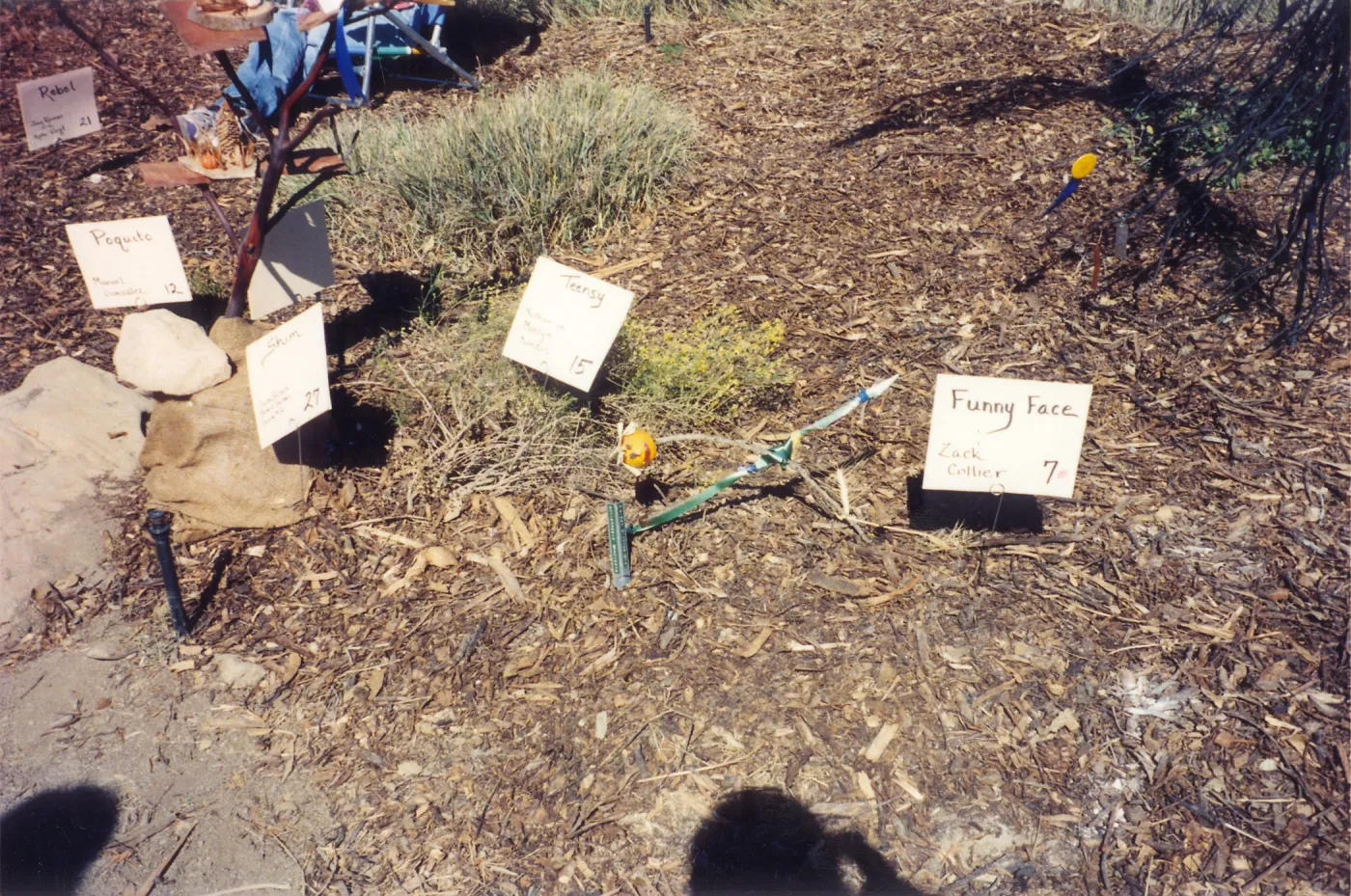 Scarecrow Contest