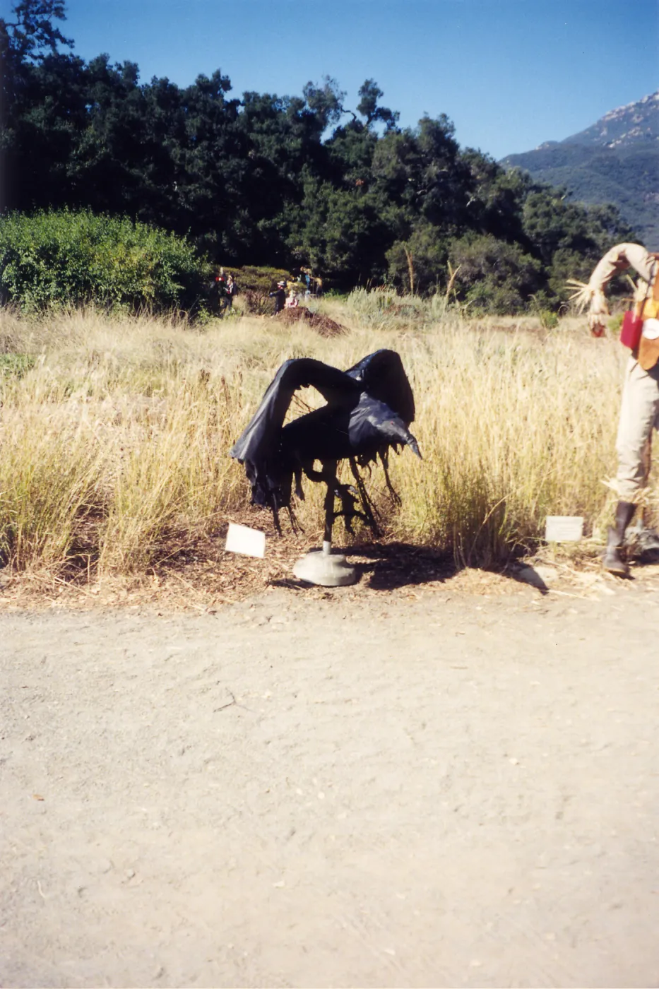 Scarecrow Contest