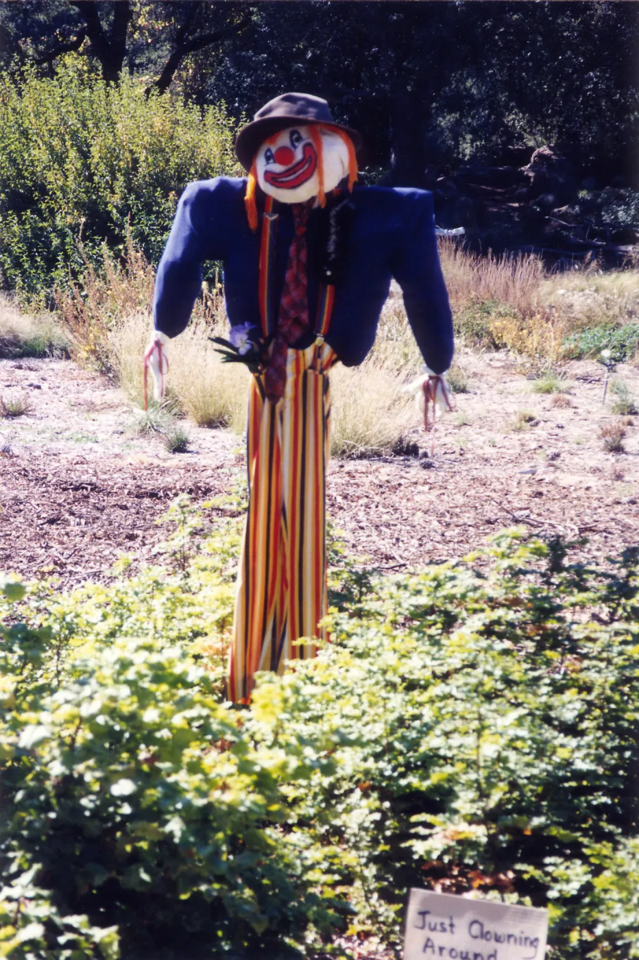 Scarecrow Contest