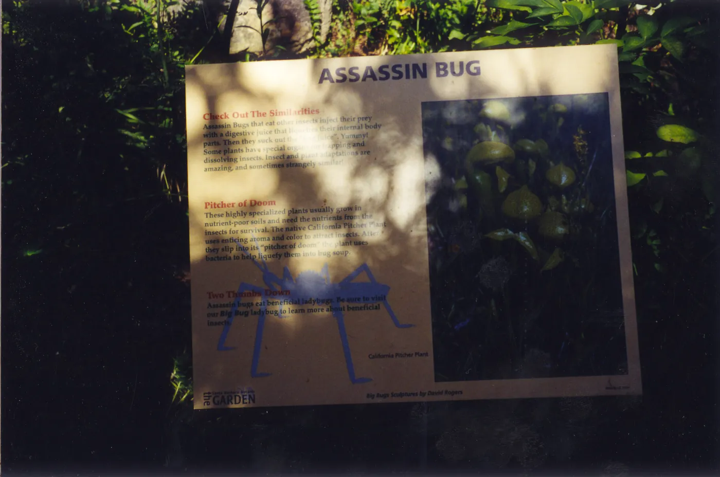 Big Bugs Exhibit--Assassin Bug