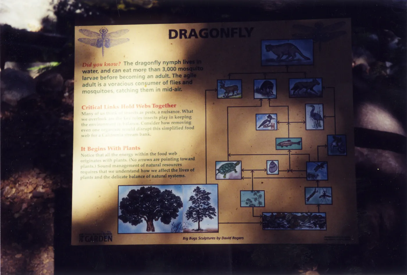 Big Bugs Exhibit--Dragon fly