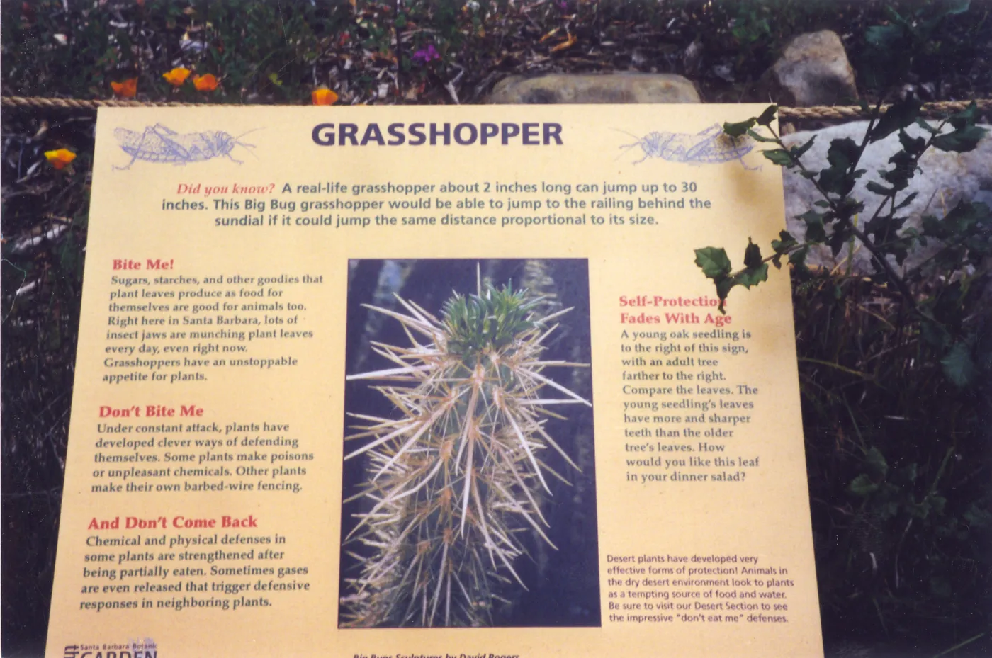 Big Bugs Exhibit--Grasshopper
