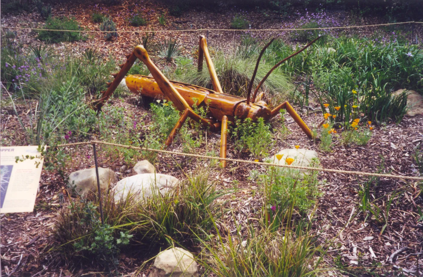 Big Bugs Exhibit--Grasshopper