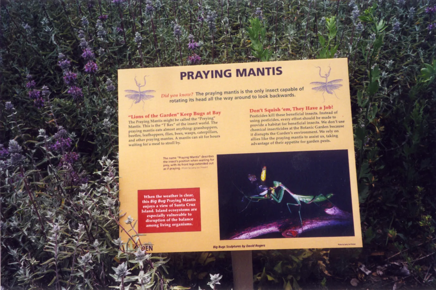 Big Bugs Exhibit--Praying Mantis