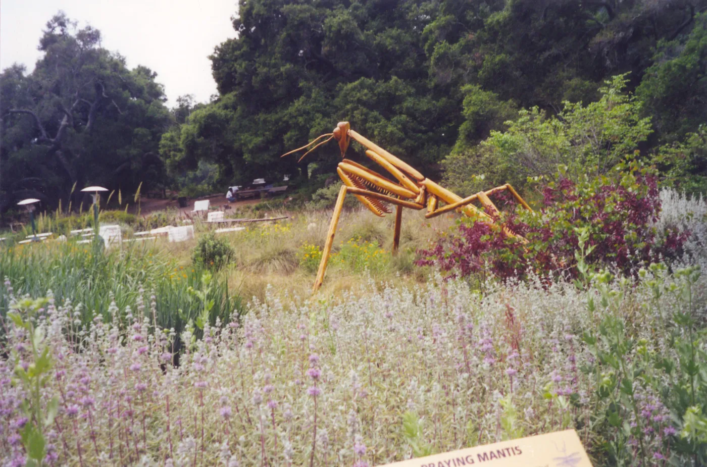 Big Bugs Exhibit--Praying Mantis