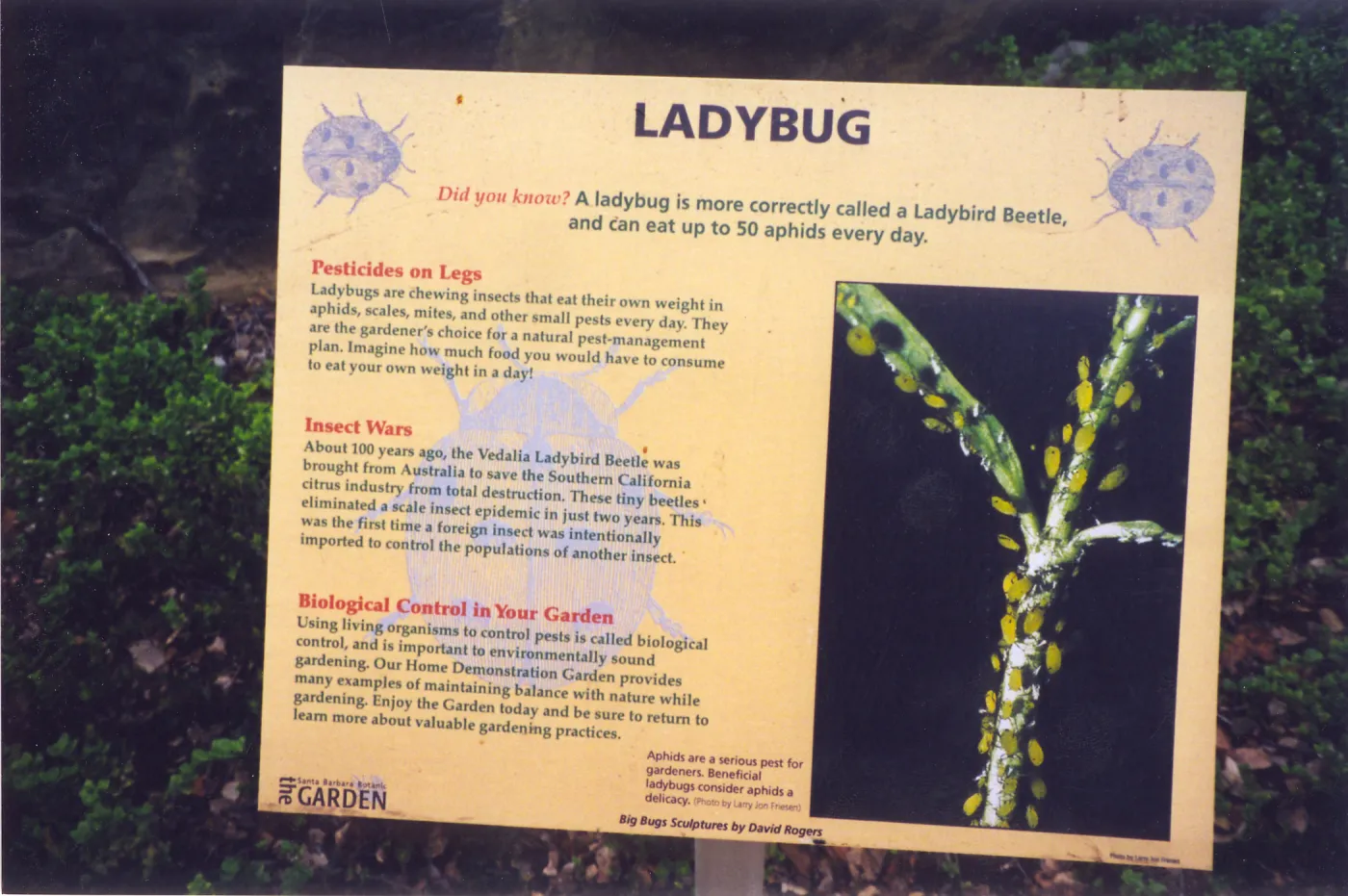 Big Bugs Exhibit--Ladybug