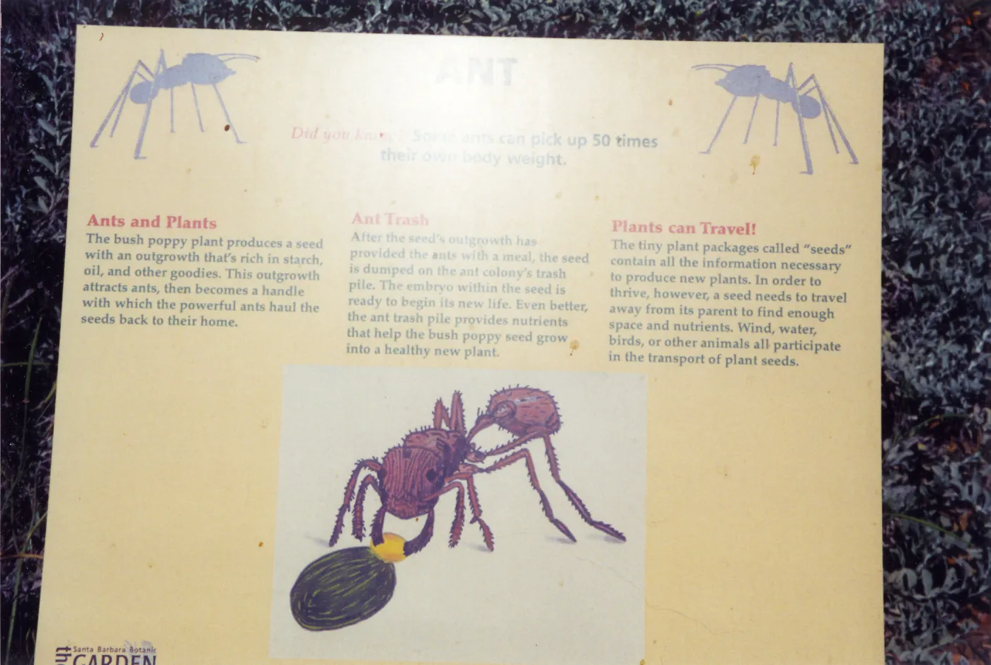 Big Bugs Exhibit--Ant