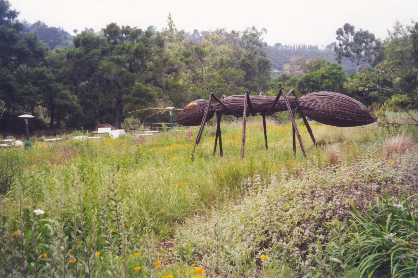 Big Bugs Exhibit--Ant