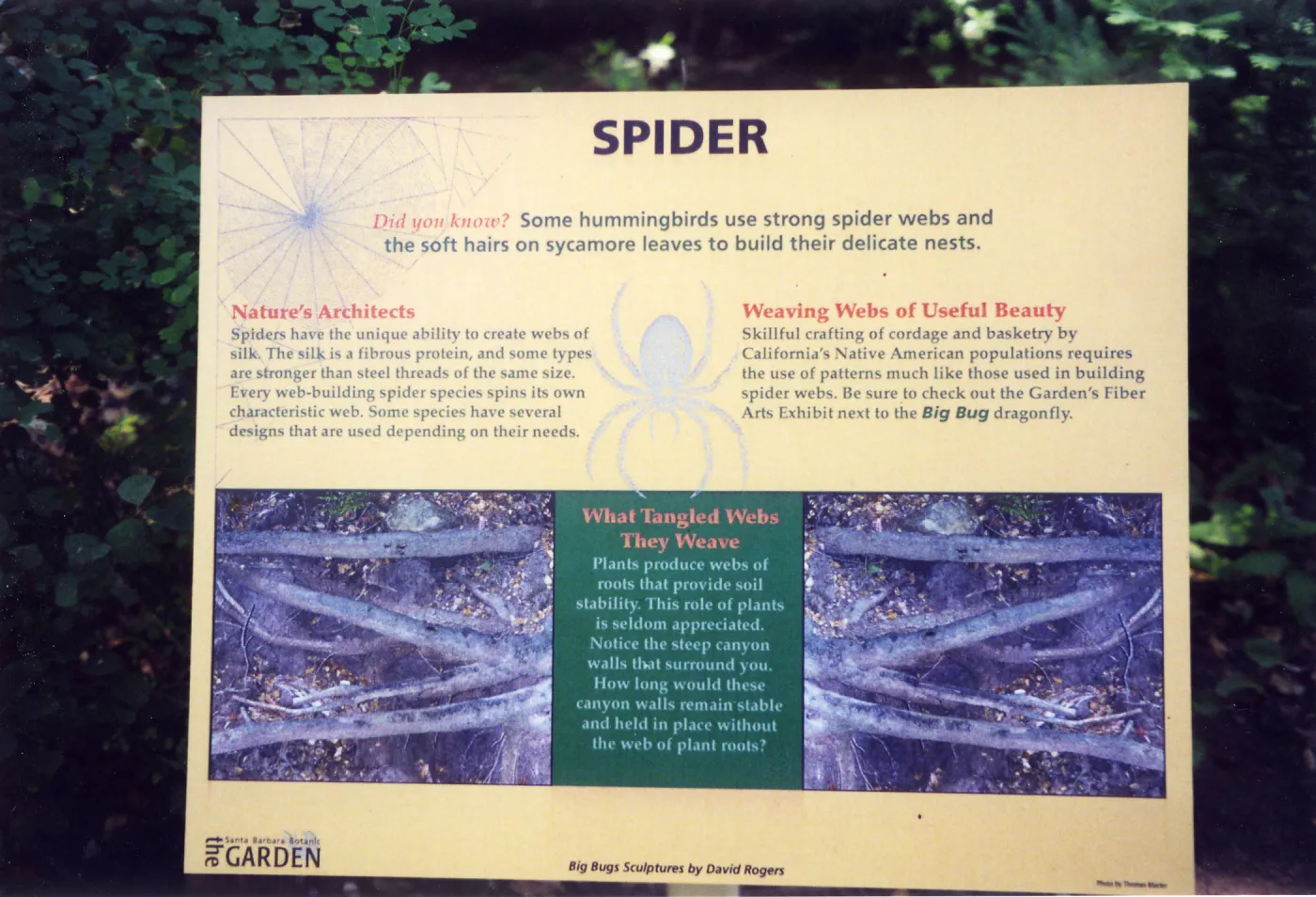 Big Bugs Exhibit--Spider