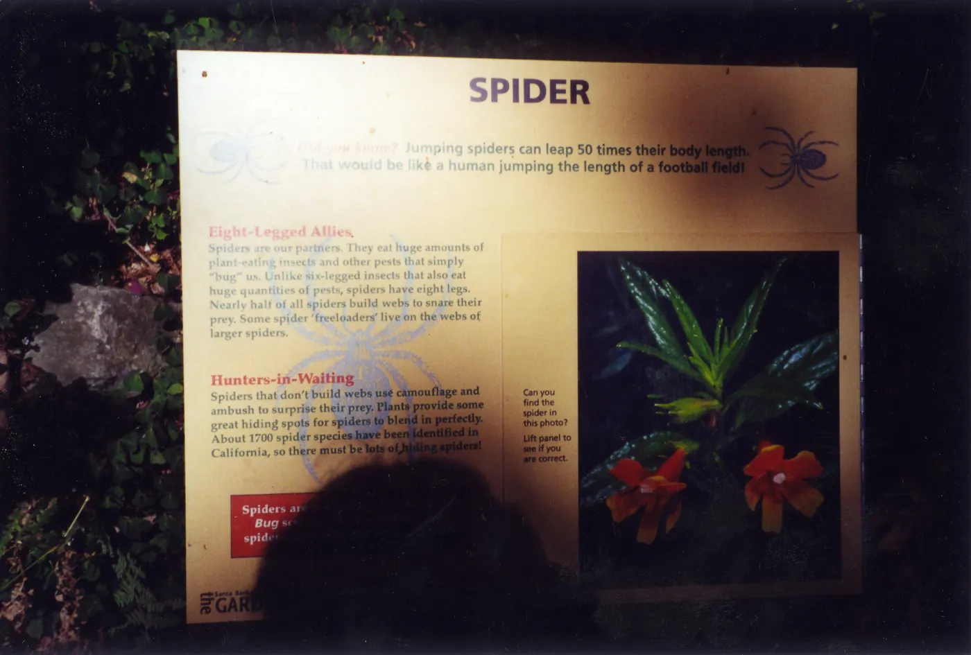 Big Bugs Exhibit--Spider