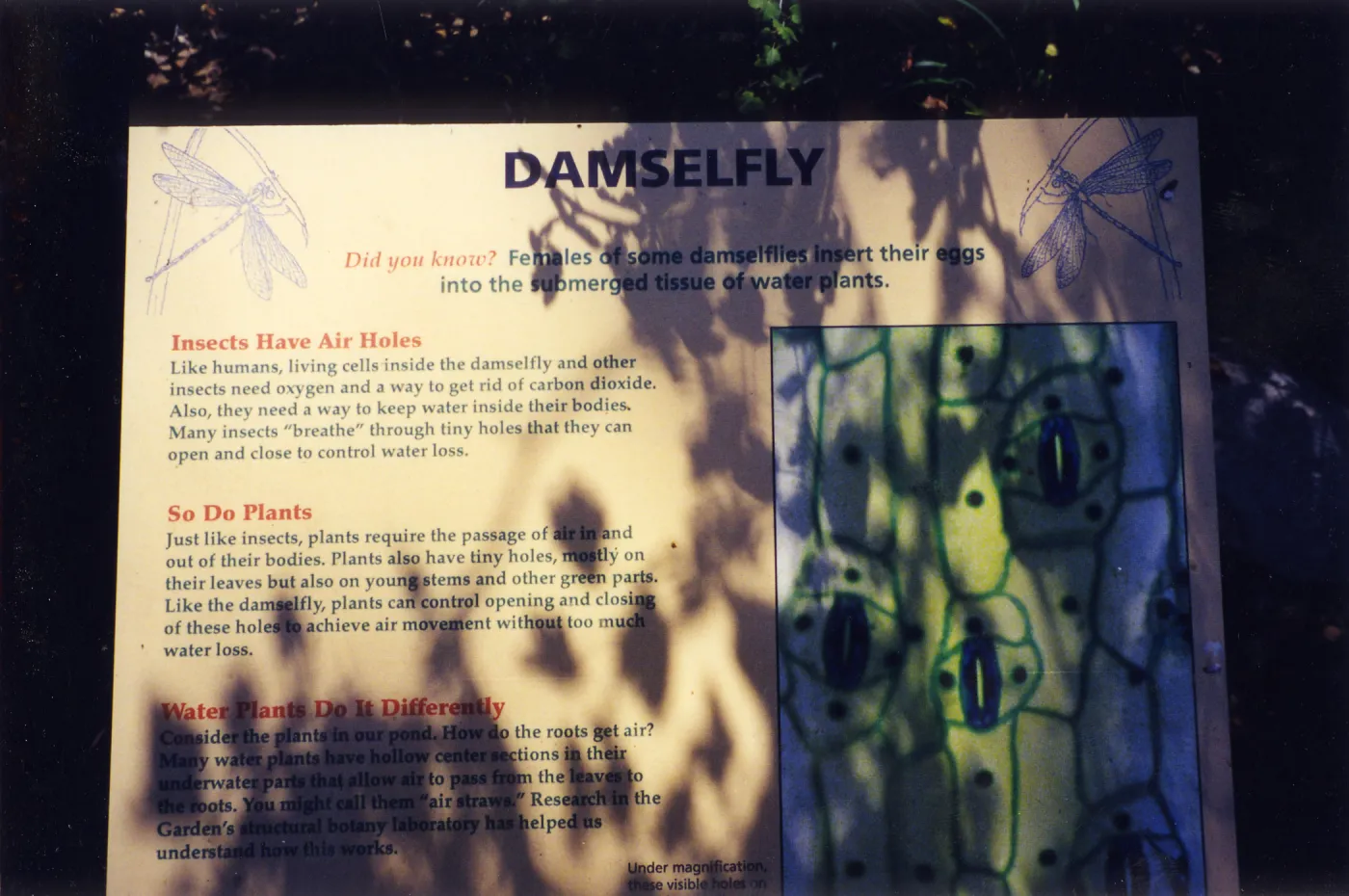 Big Bugs Exhibit--Damselfly