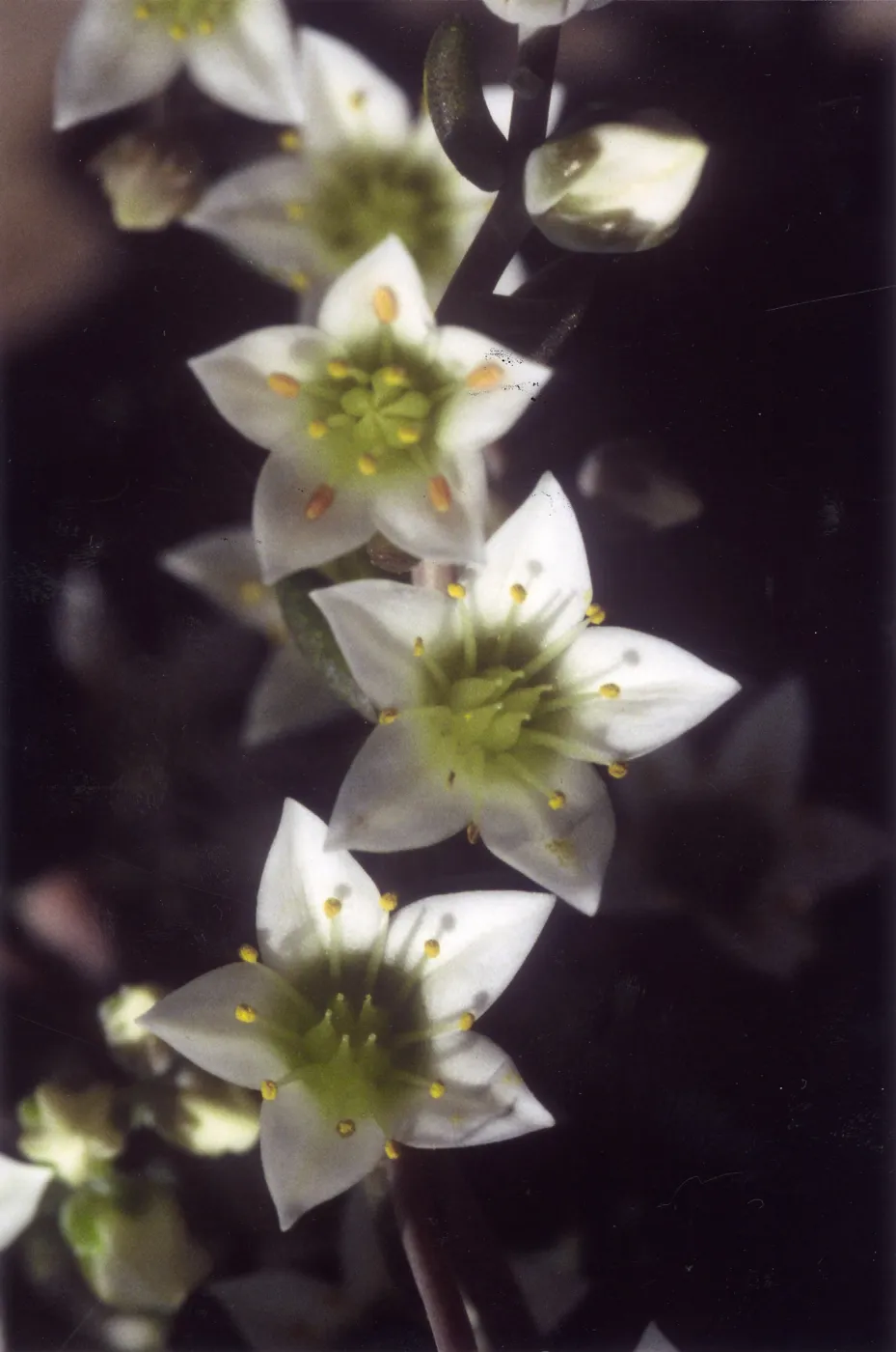 Rare Plant photo used for Night Music publicity