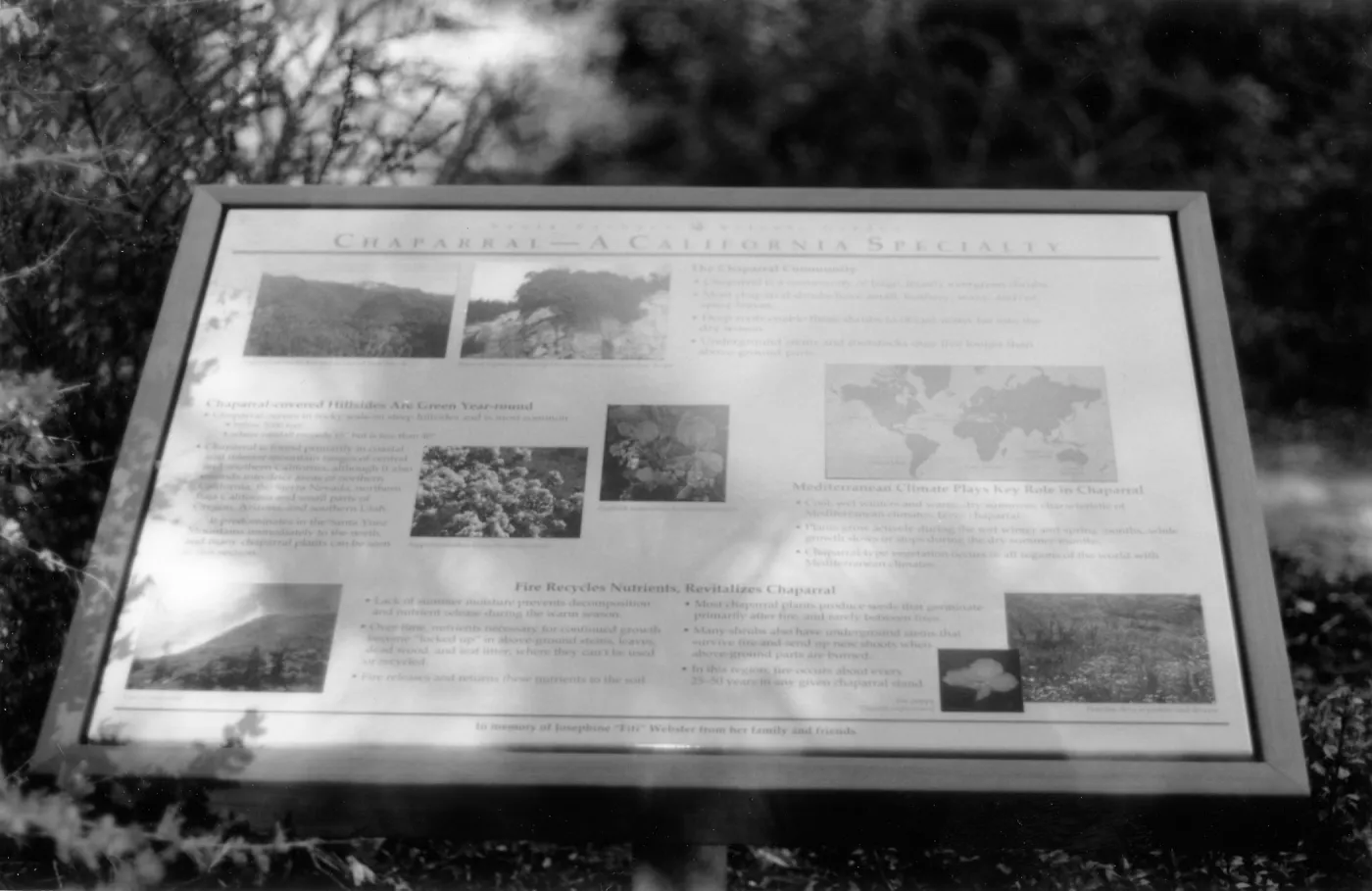 Chaparral-A California Specialty interpretive sign
