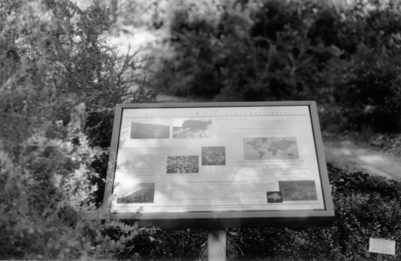 Chaparral-A California Specialty interpretive sign