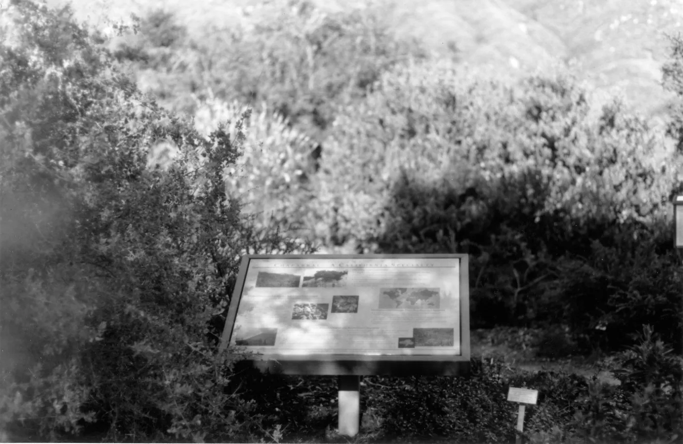 Chaparral-A California Specialty interpretive sign