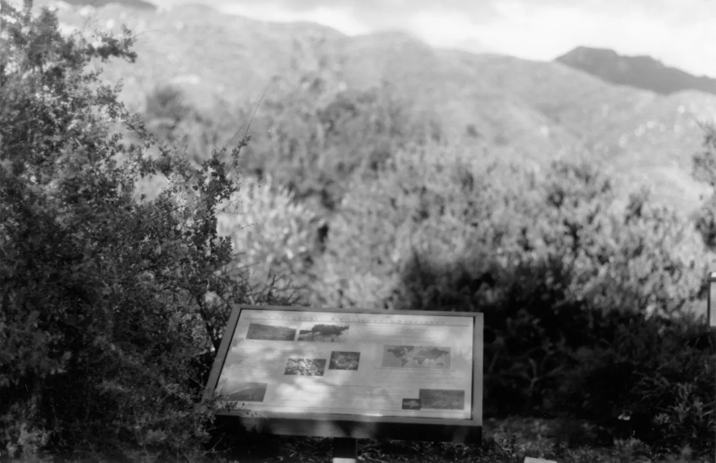 Chaparral-A California Specialty interpretive sign