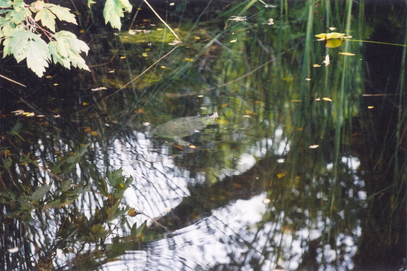 Turtle, submerged in Meadow Pond