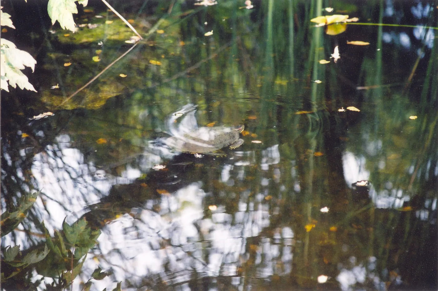 Turtle, submerged in Meadow Pond