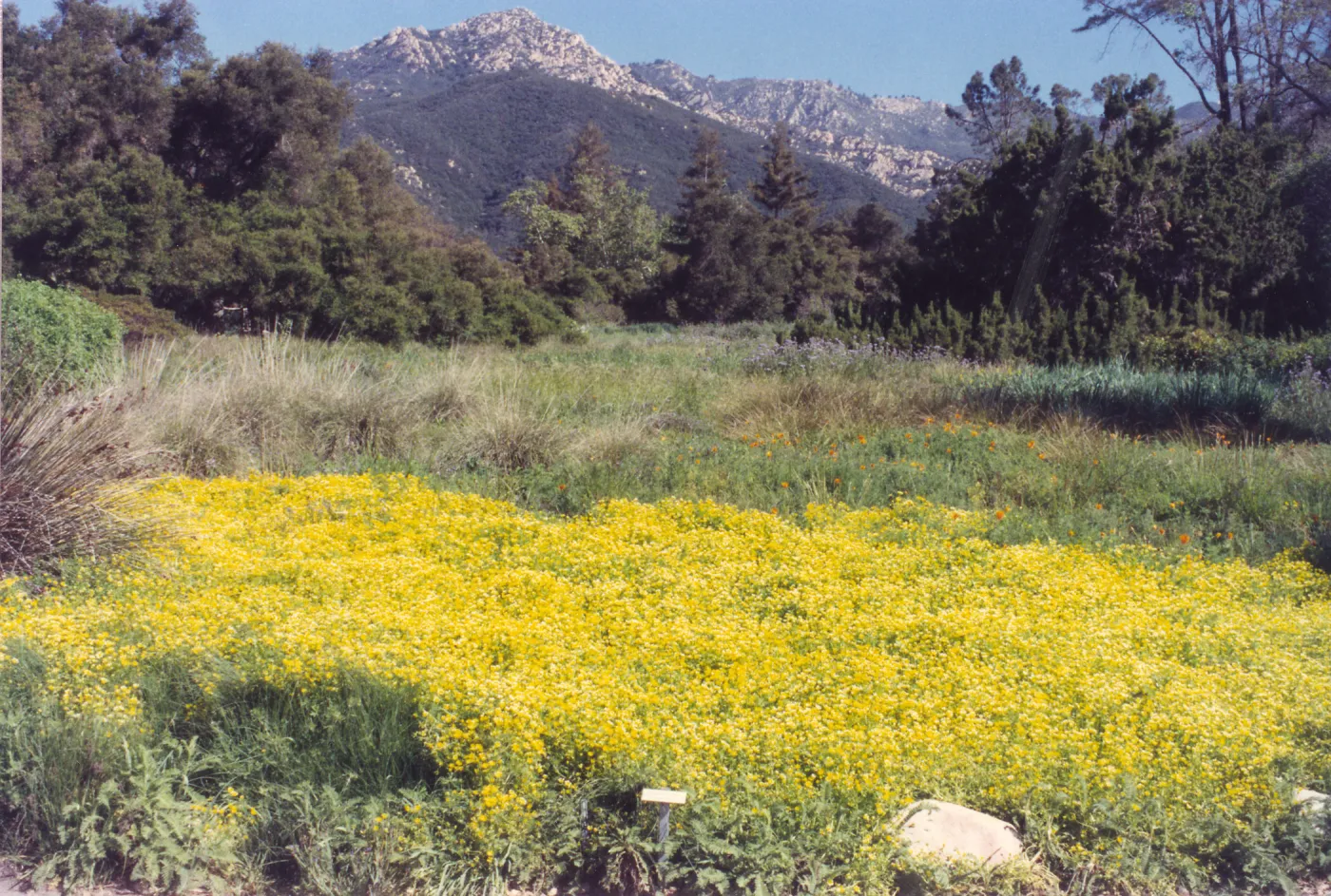 Meadow Area