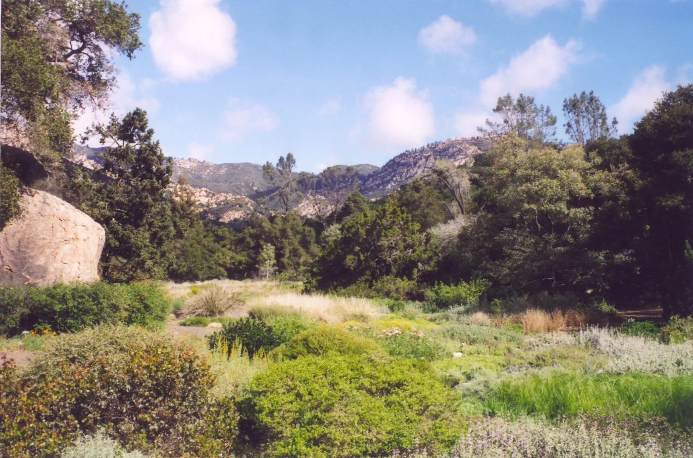 Meadow Area