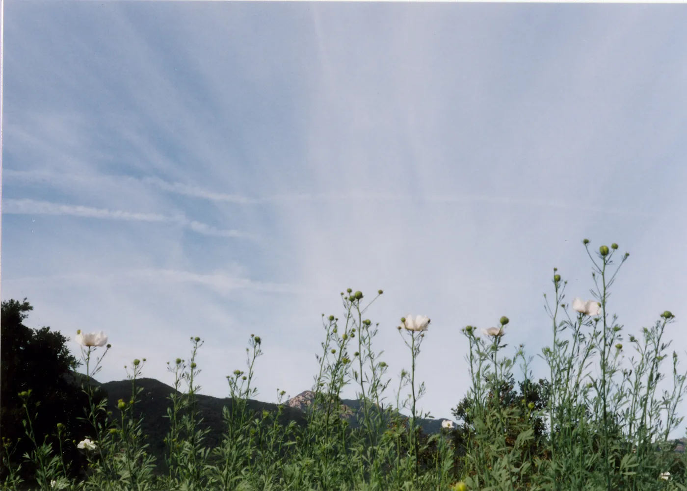 Romneya coulteri