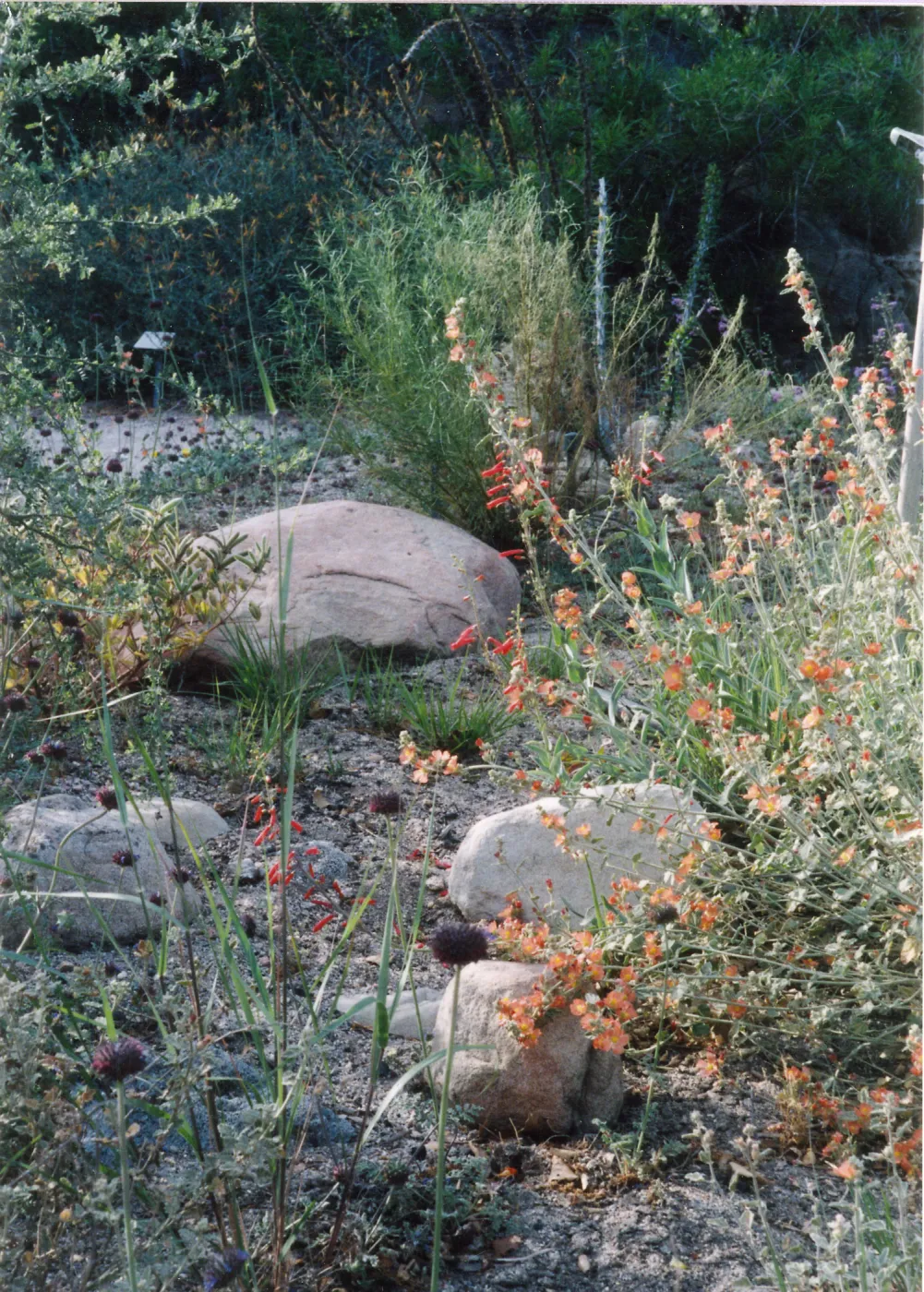 Desert Section, Sphaeralcea ambigua