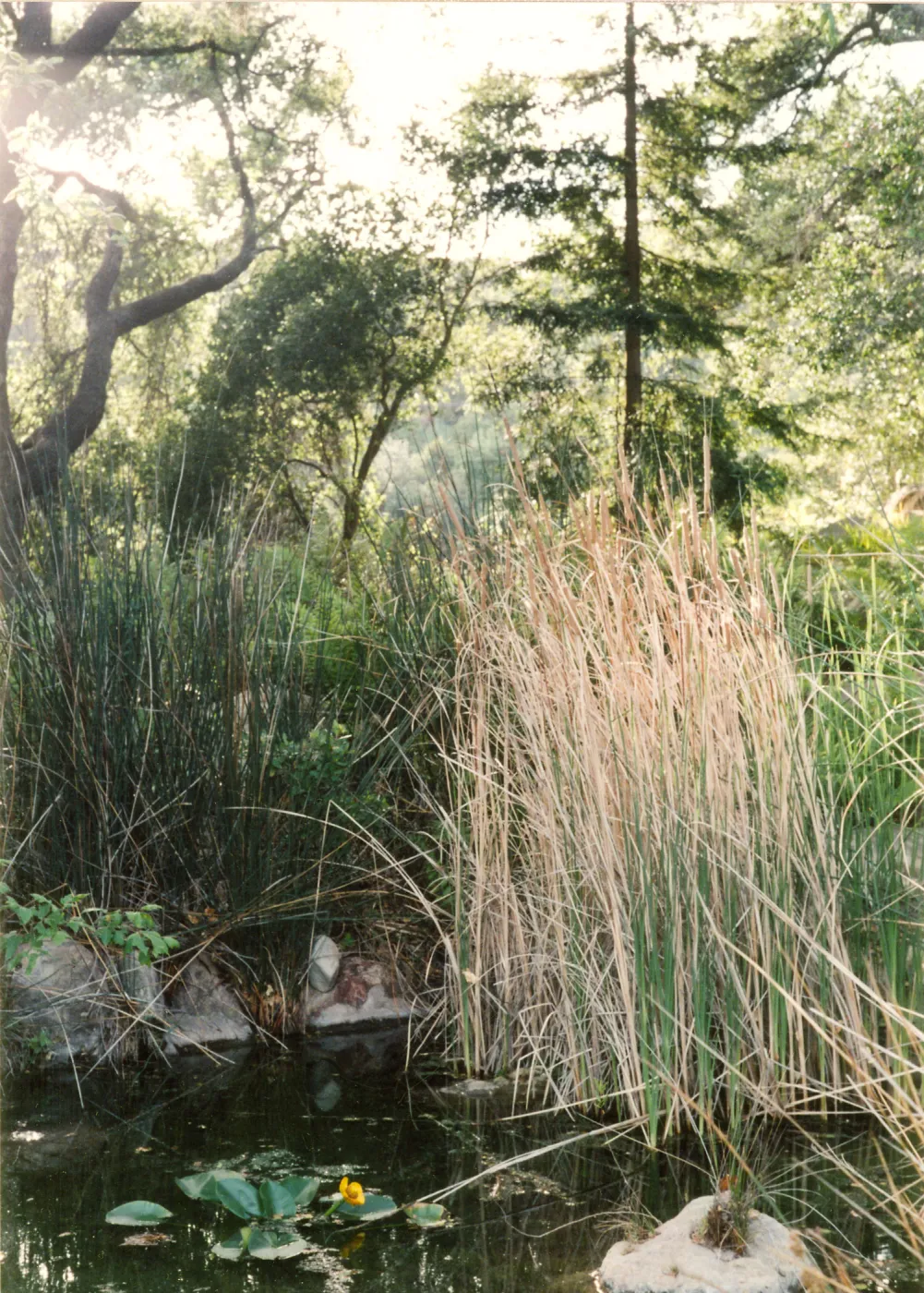 Typha, pond