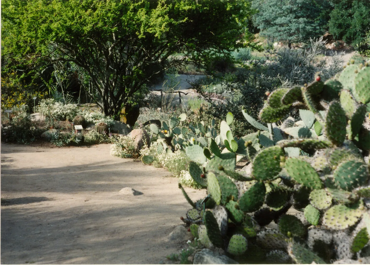Desert Section