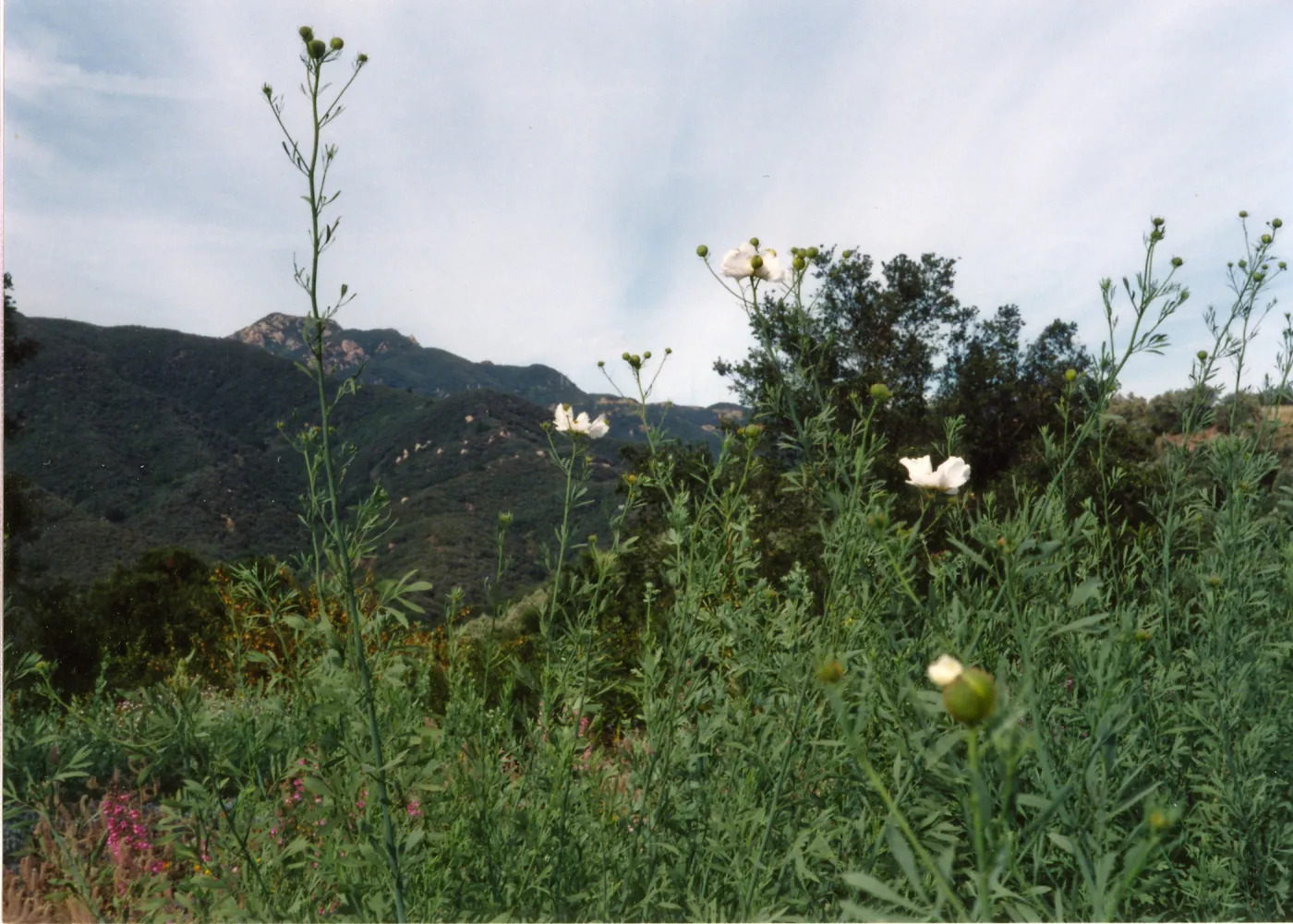 Porter Trail