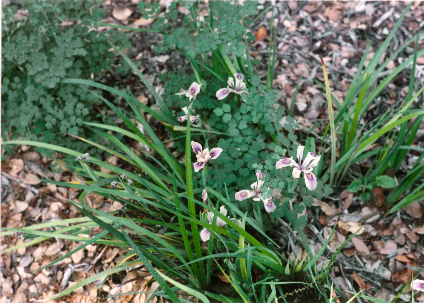 Iris douglasiana