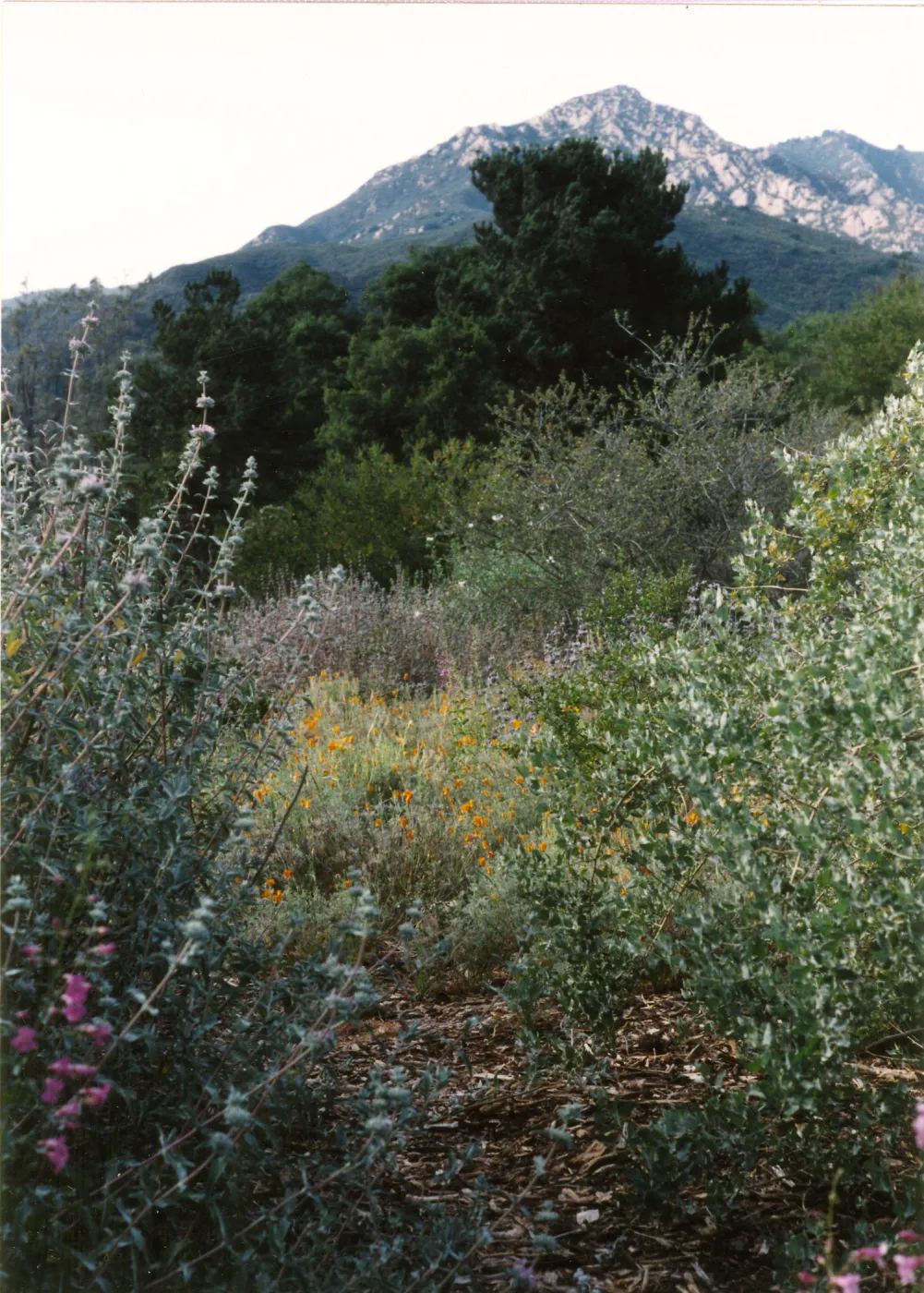 Porter Trail