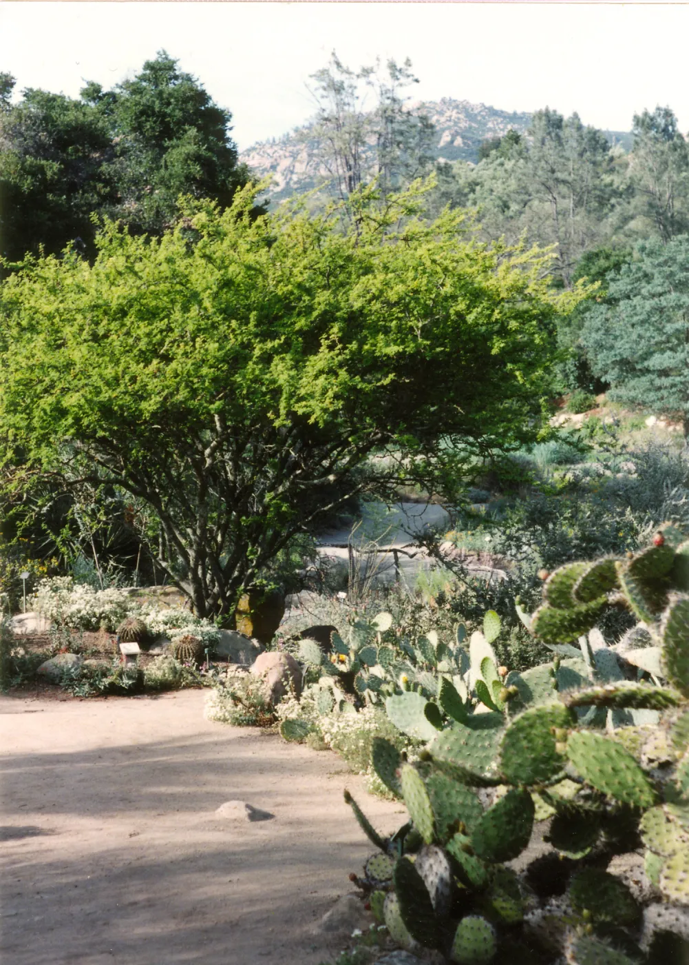 Desert Section