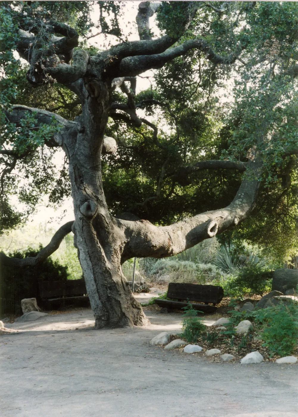 Oak between Blakesley Boulder & Information Kiosk