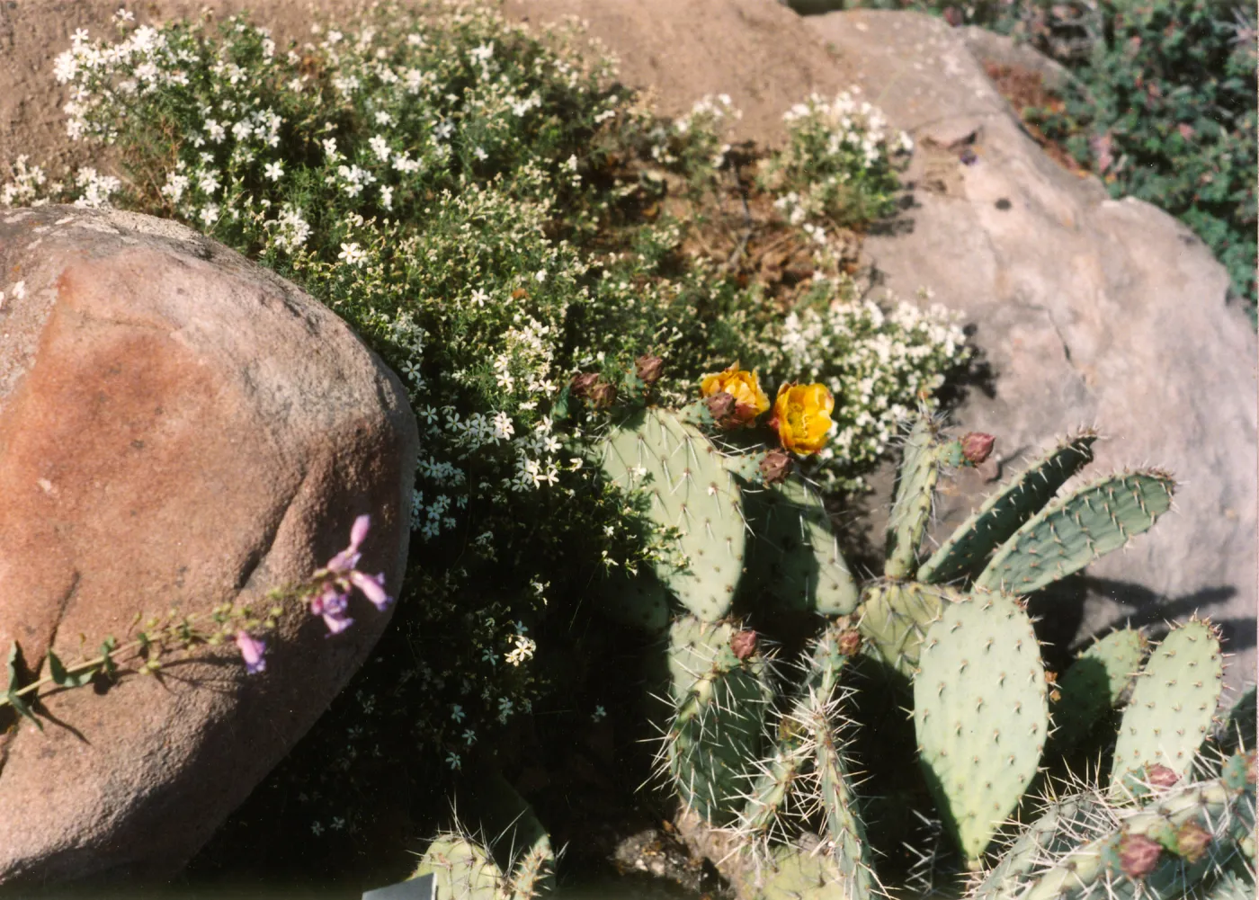 Desert Section