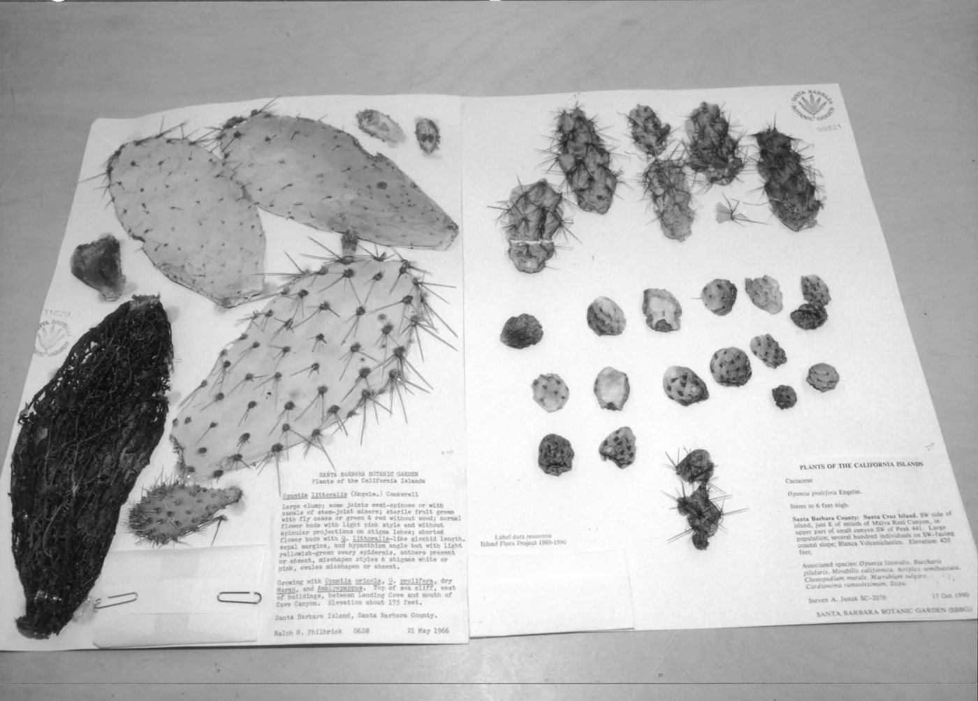 2014 AAM Accreditation Self-Study Documentation: Herbarium specimen sheet