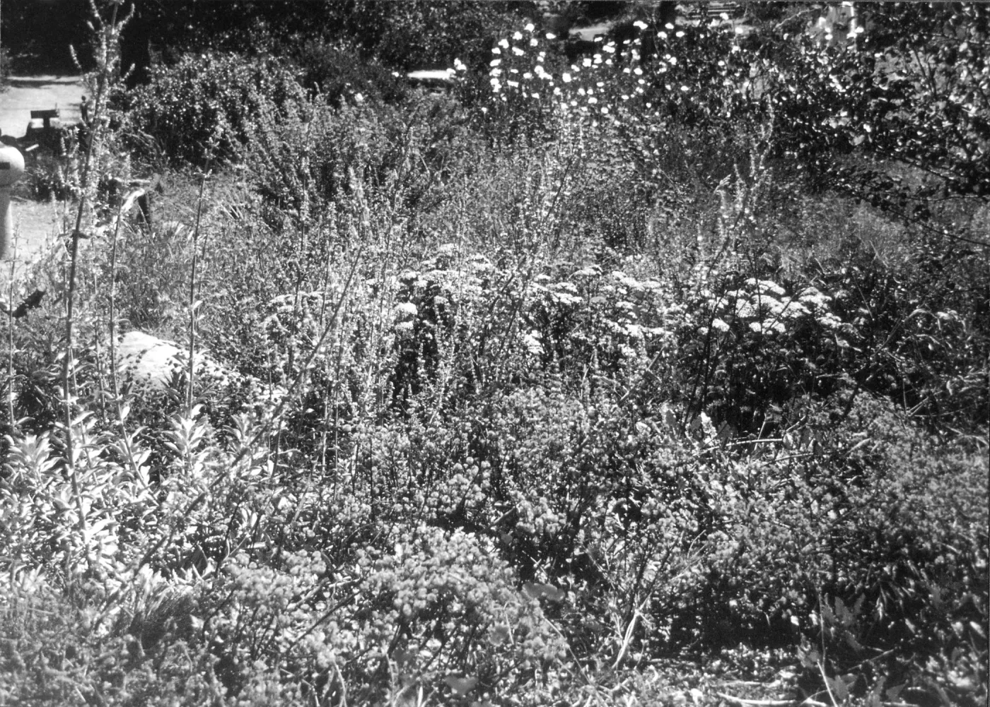 2014 AAM Accreditation Self-Study Documentation: Perennial Borders display
