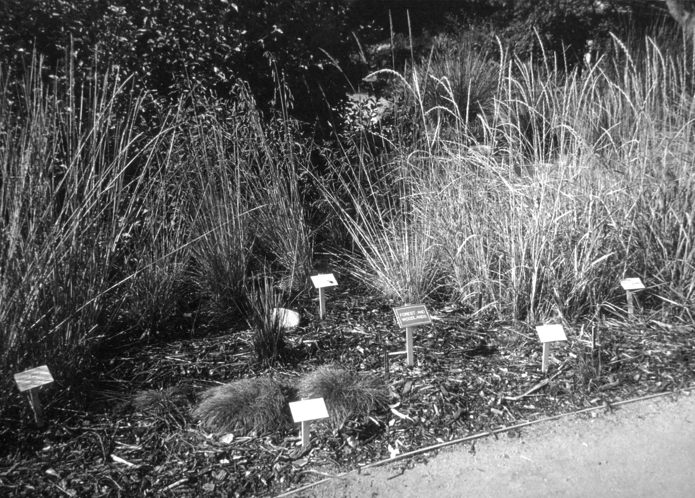 2014 AAM Accreditation Self-Study Documentation: Bunchgrass display
