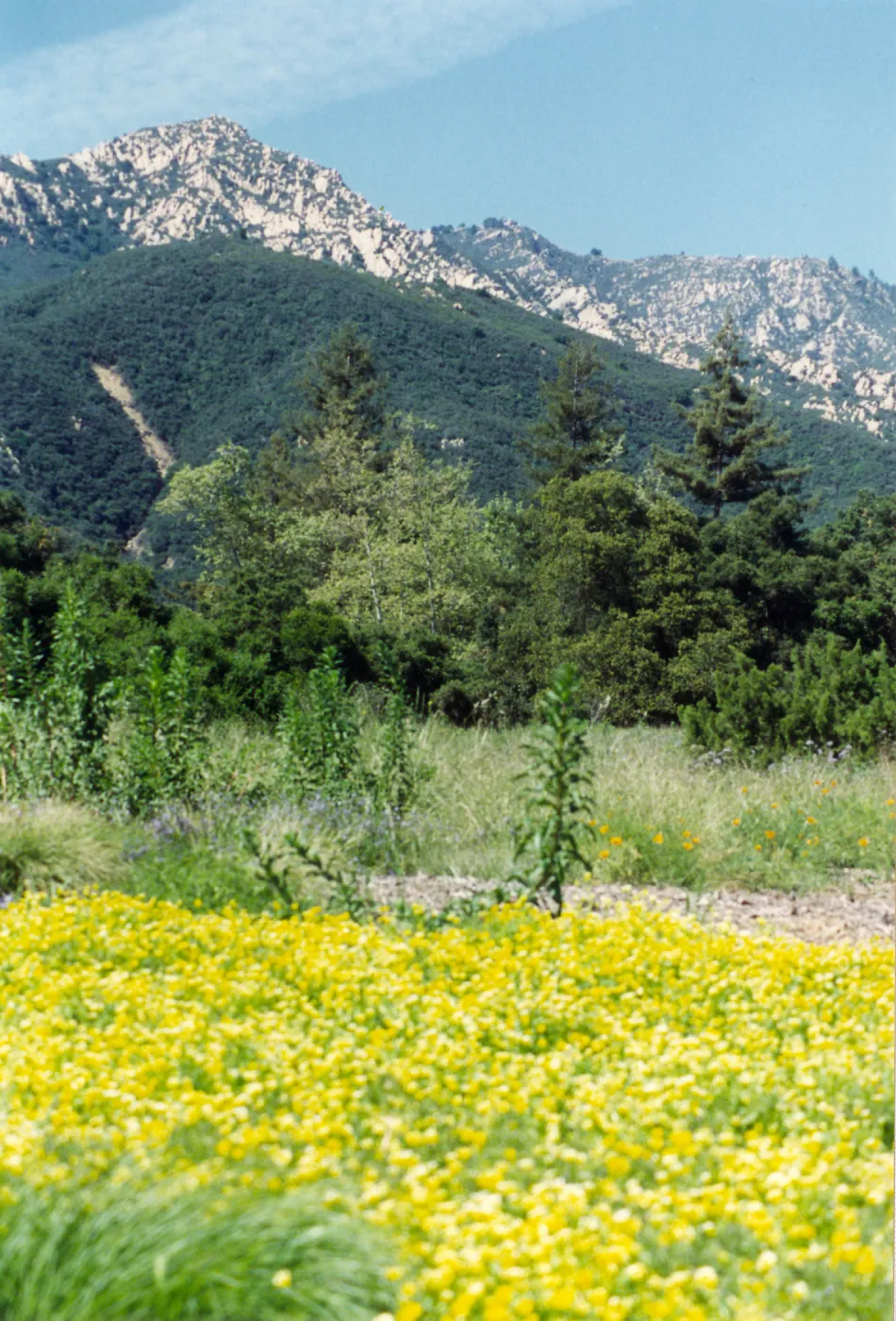 Meadow in the 1990s