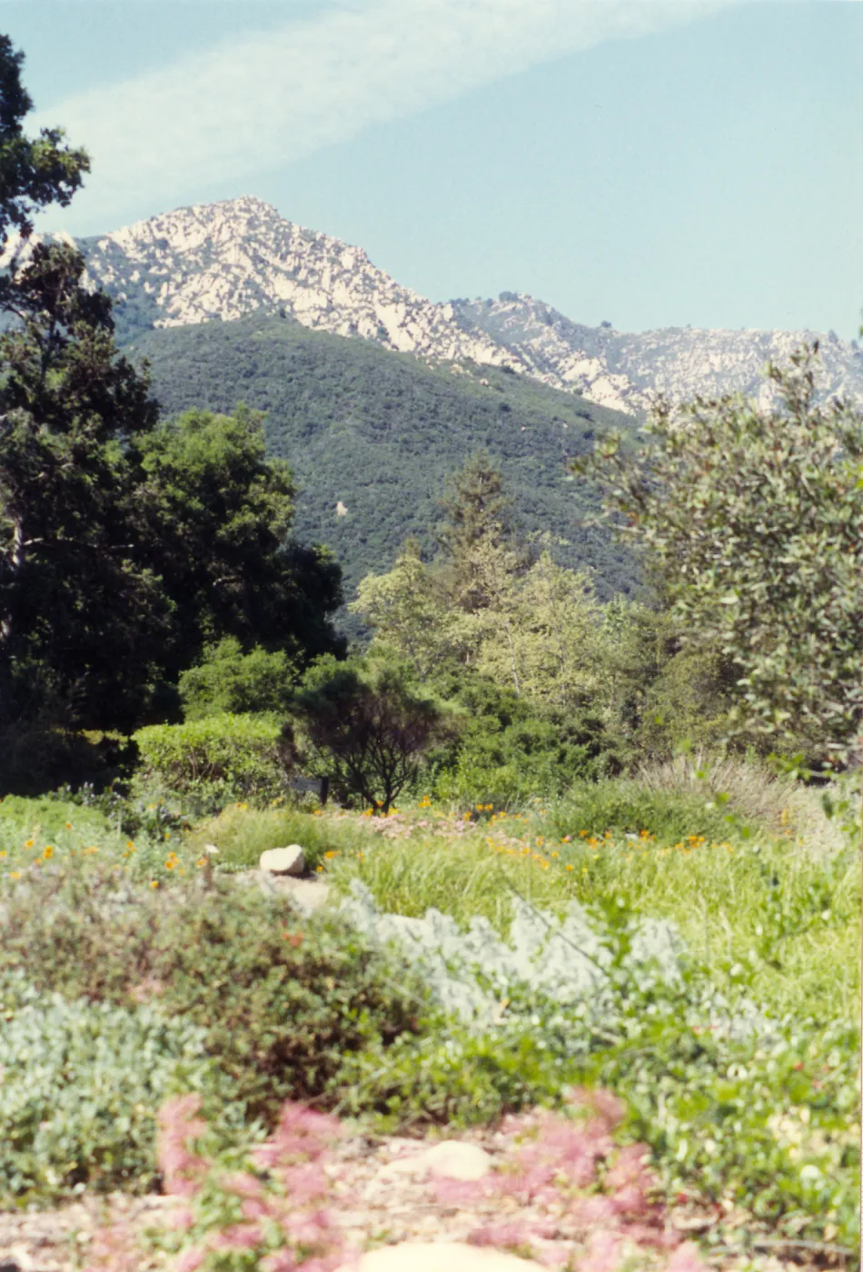 Meadow in the 1990s