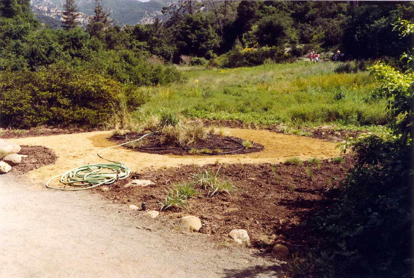 Bunch grass display west side of Meadow, Summer 1992