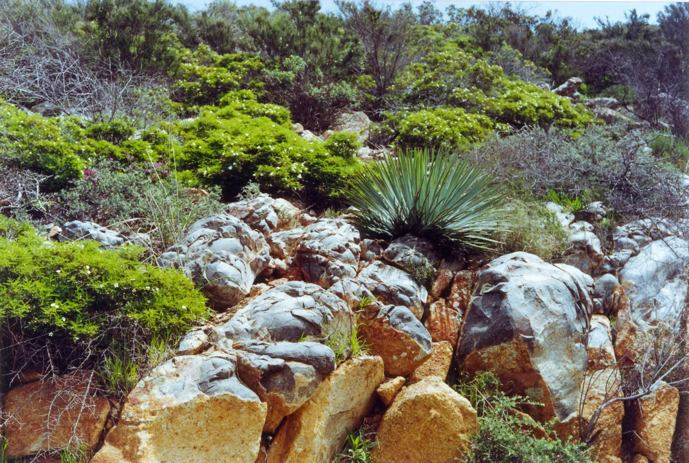 Trip to Otay Mountain, volcanic rock, Otay Mountain, San Diego County